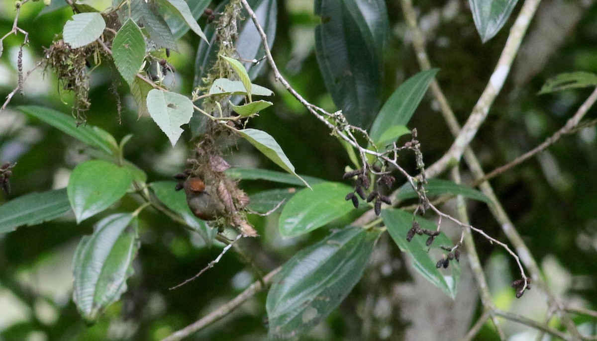 Red-faced Spinetail - ML25502661