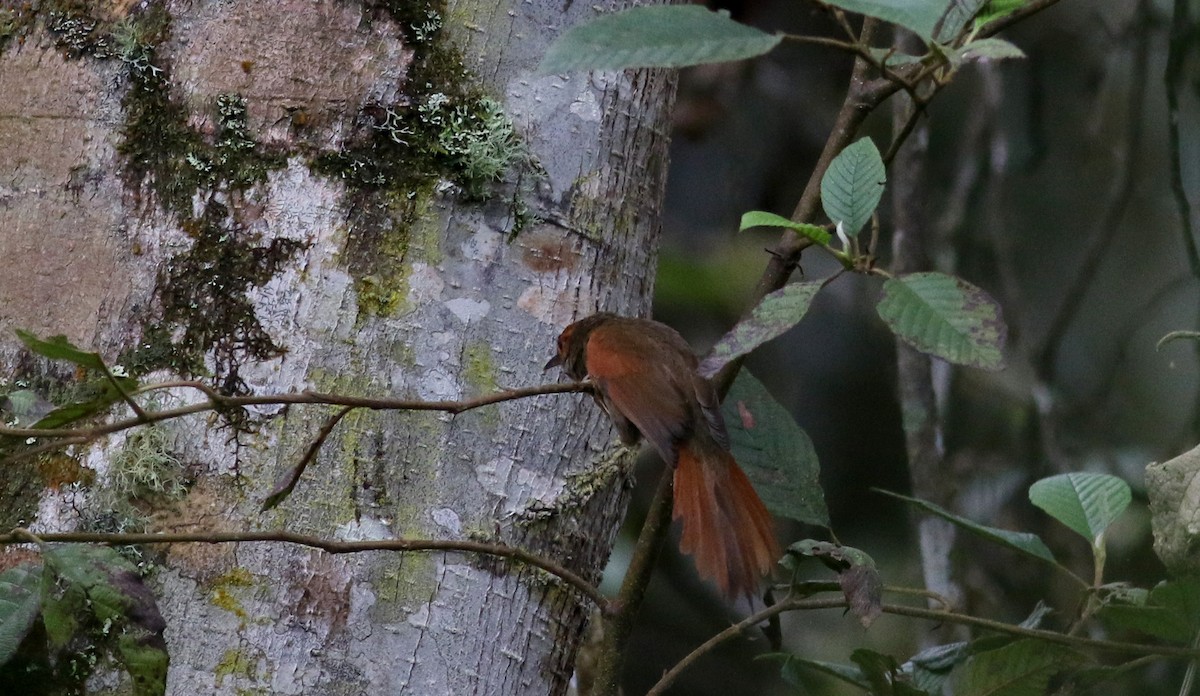 Red-faced Spinetail - ML25502671