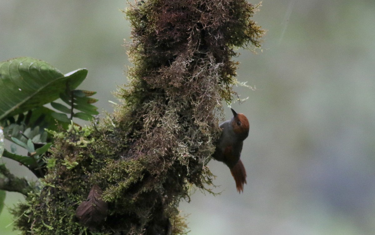 Red-faced Spinetail - Jay McGowan