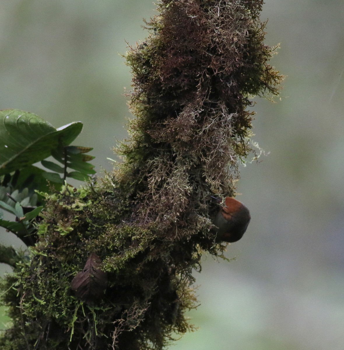 Red-faced Spinetail - ML25502701