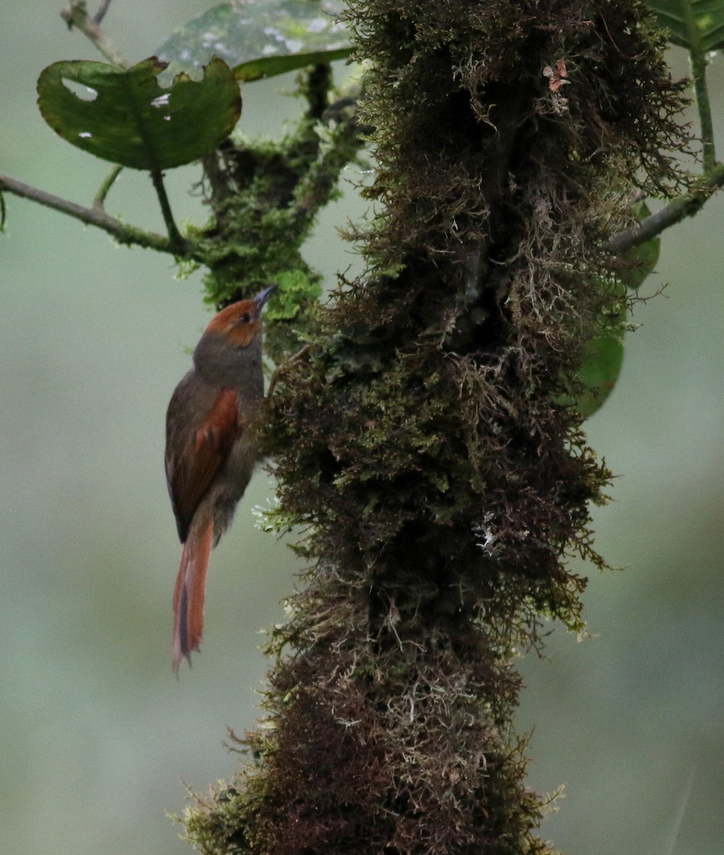 Red-faced Spinetail - ML25502711
