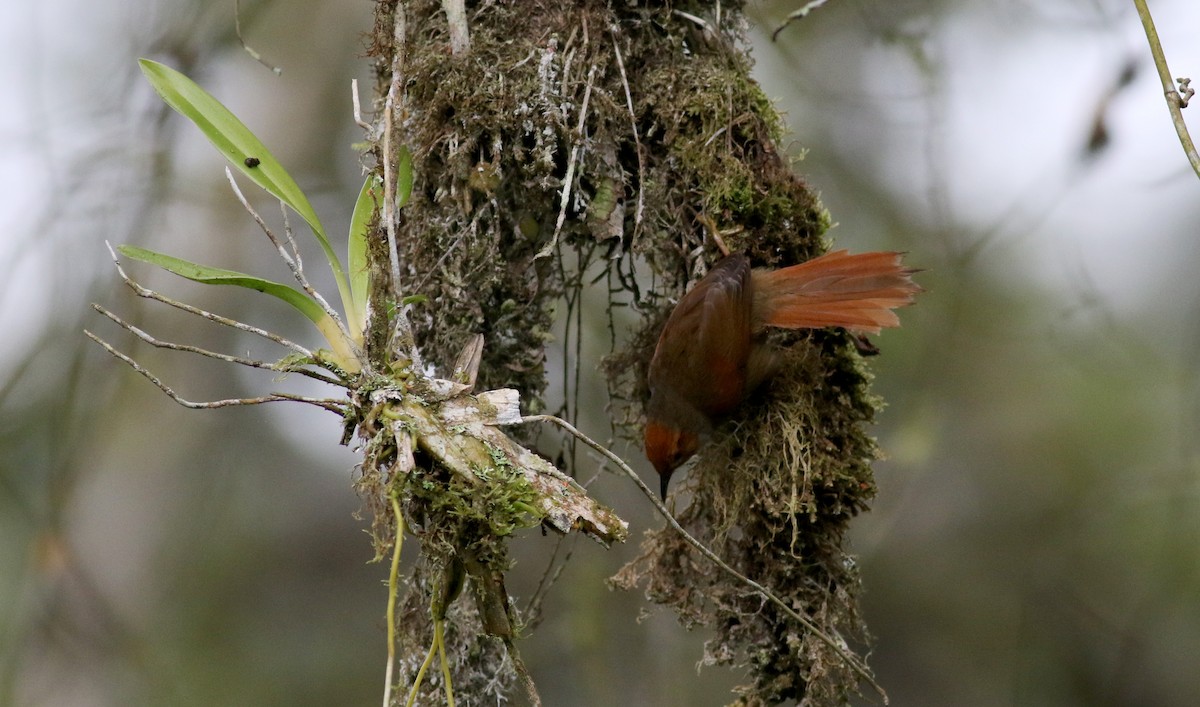 Red-faced Spinetail - ML25502731