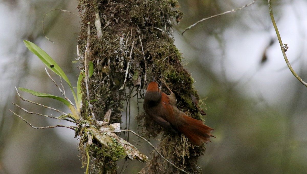Red-faced Spinetail - ML25502741