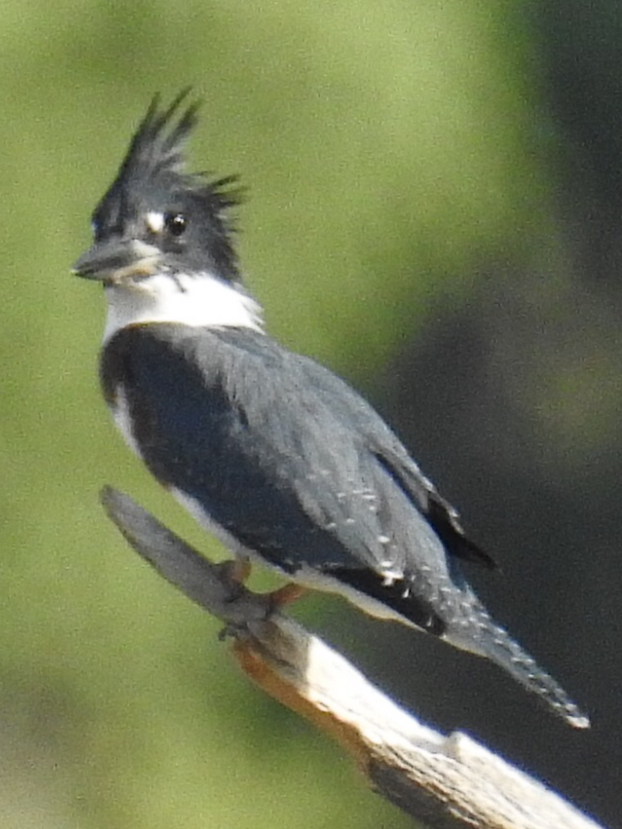 Belted Kingfisher - ML255027481