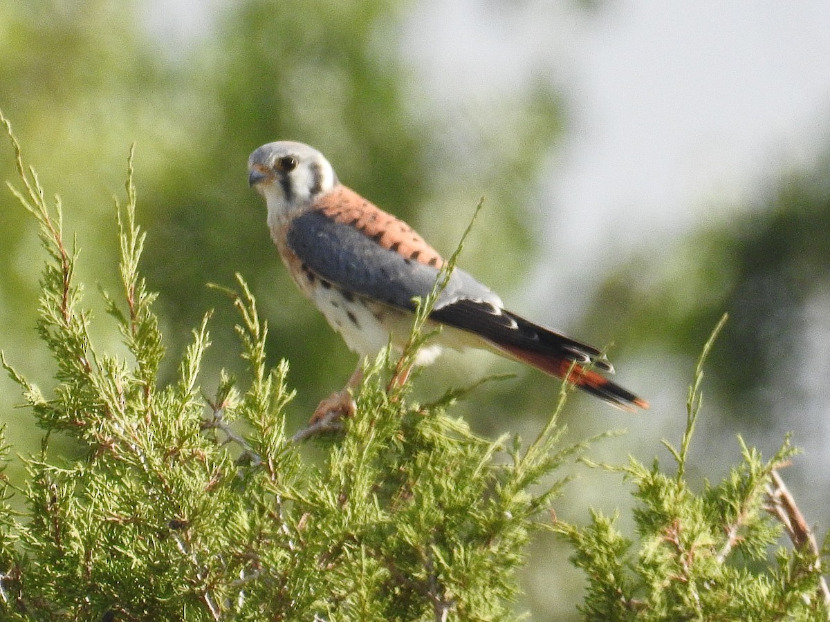 American Kestrel - ML255027511