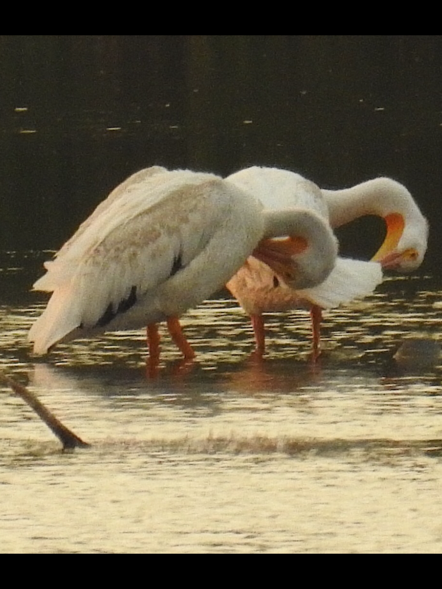 American White Pelican - ML255027861