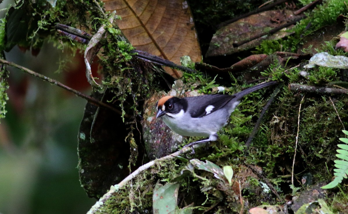 Atlapetes Aliblanco (leucopterus/dresseri) - ML25502791