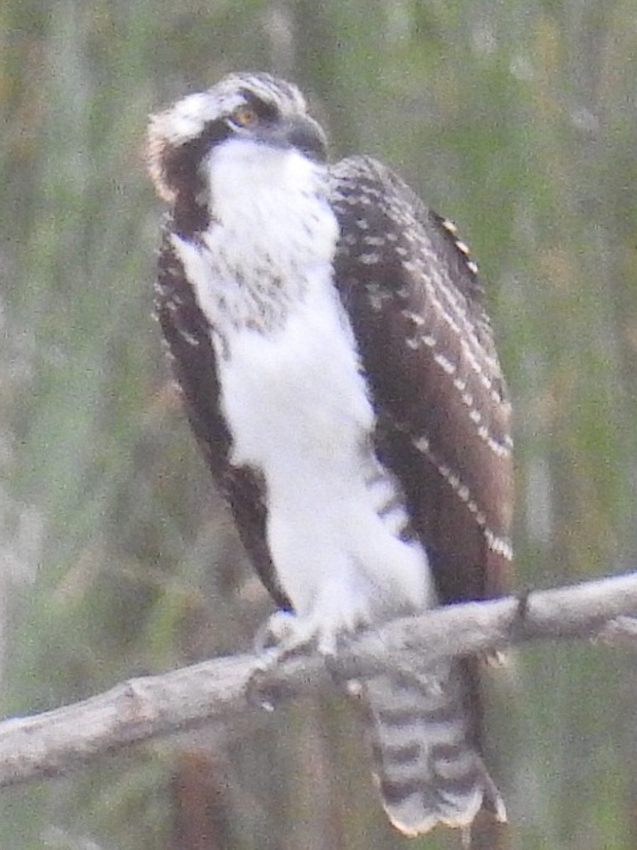 Águila Pescadora - ML255027951