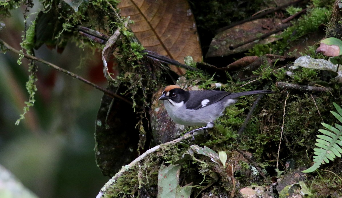 White-winged Brushfinch (White-winged) - ML25502801