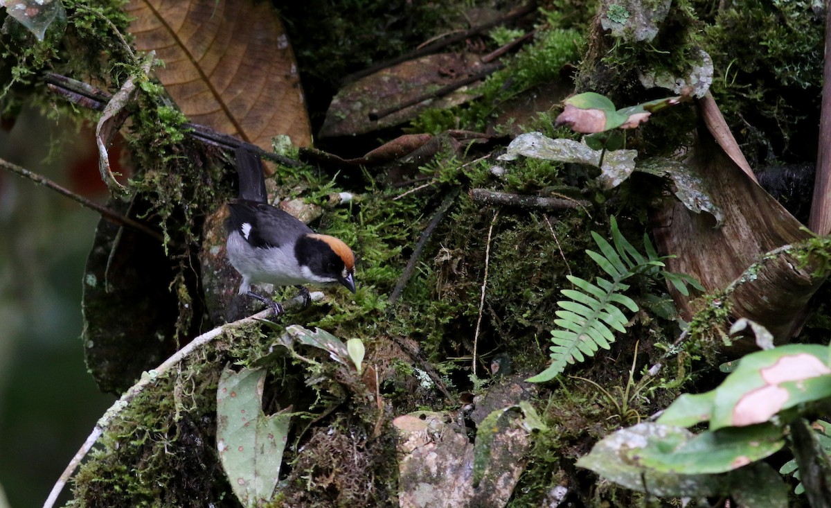 Atlapetes Aliblanco (leucopterus/dresseri) - ML25502831