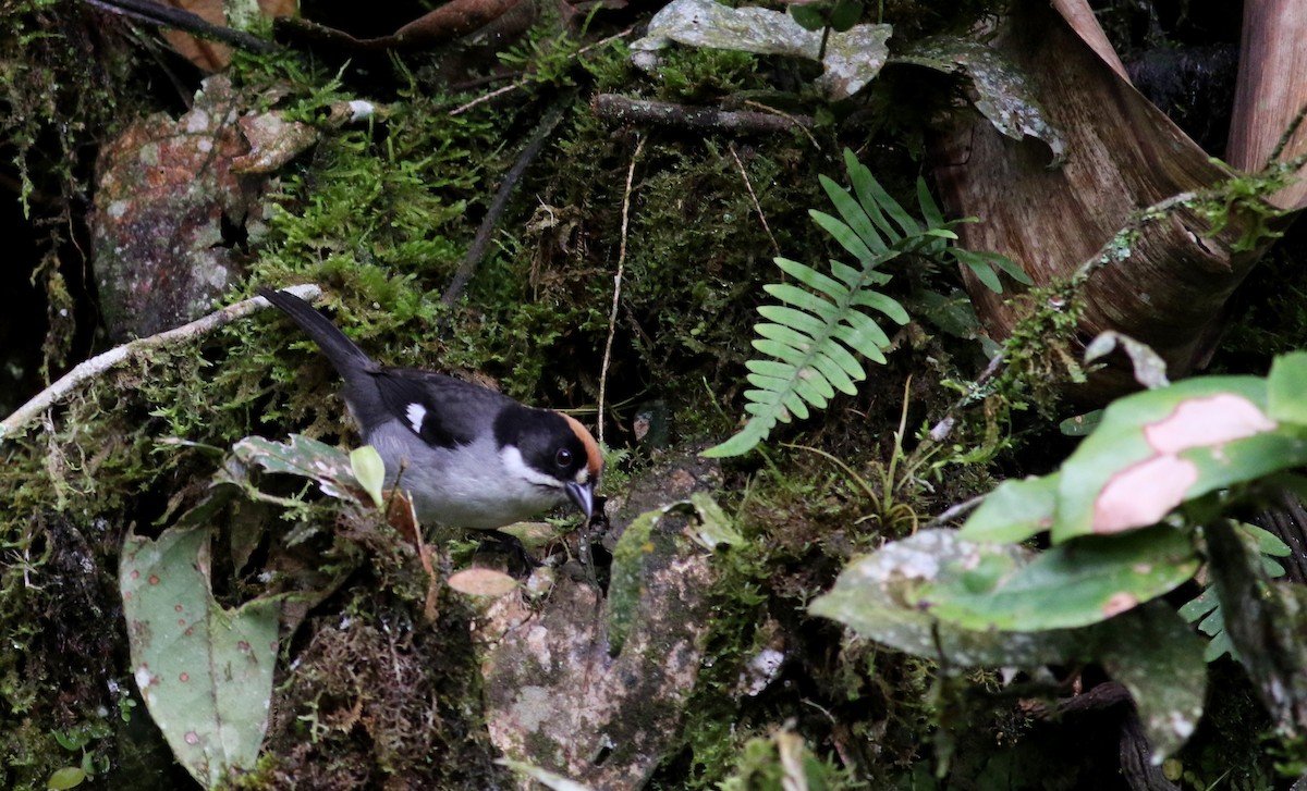 Atlapetes Aliblanco (leucopterus/dresseri) - ML25502841