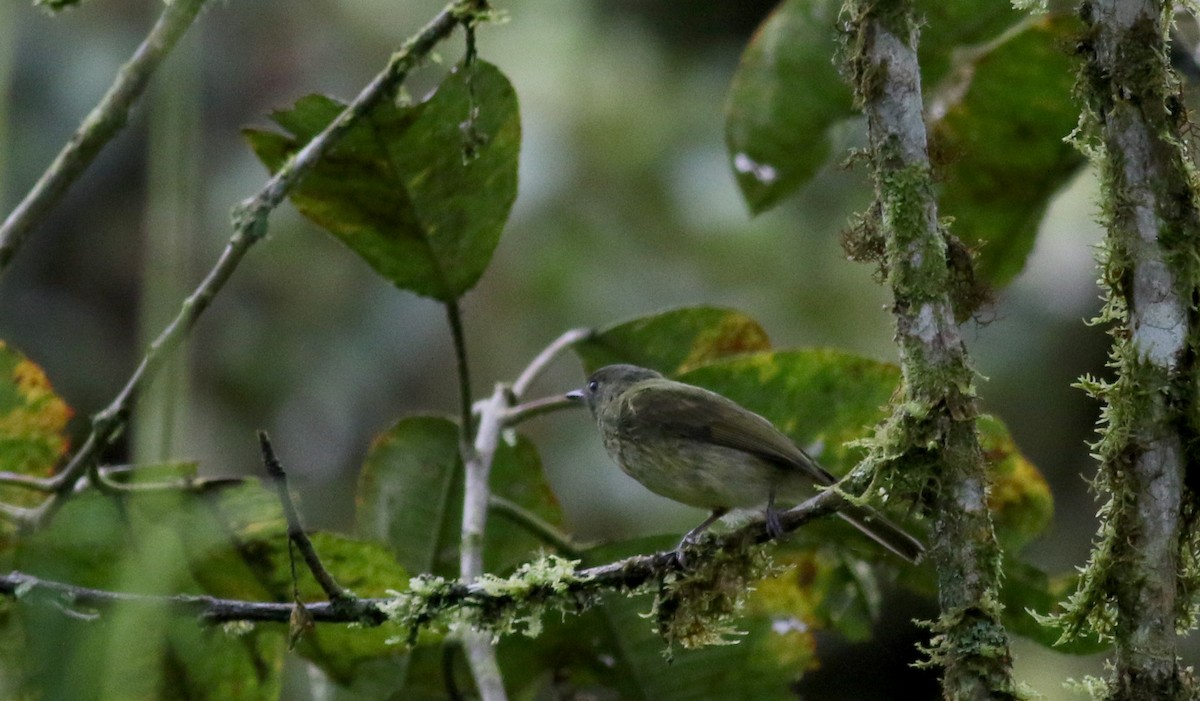 Mosquero Gorjiestriado - ML25502891