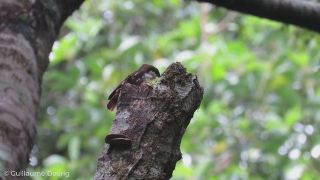 White-throated Treerunner - ML255029031