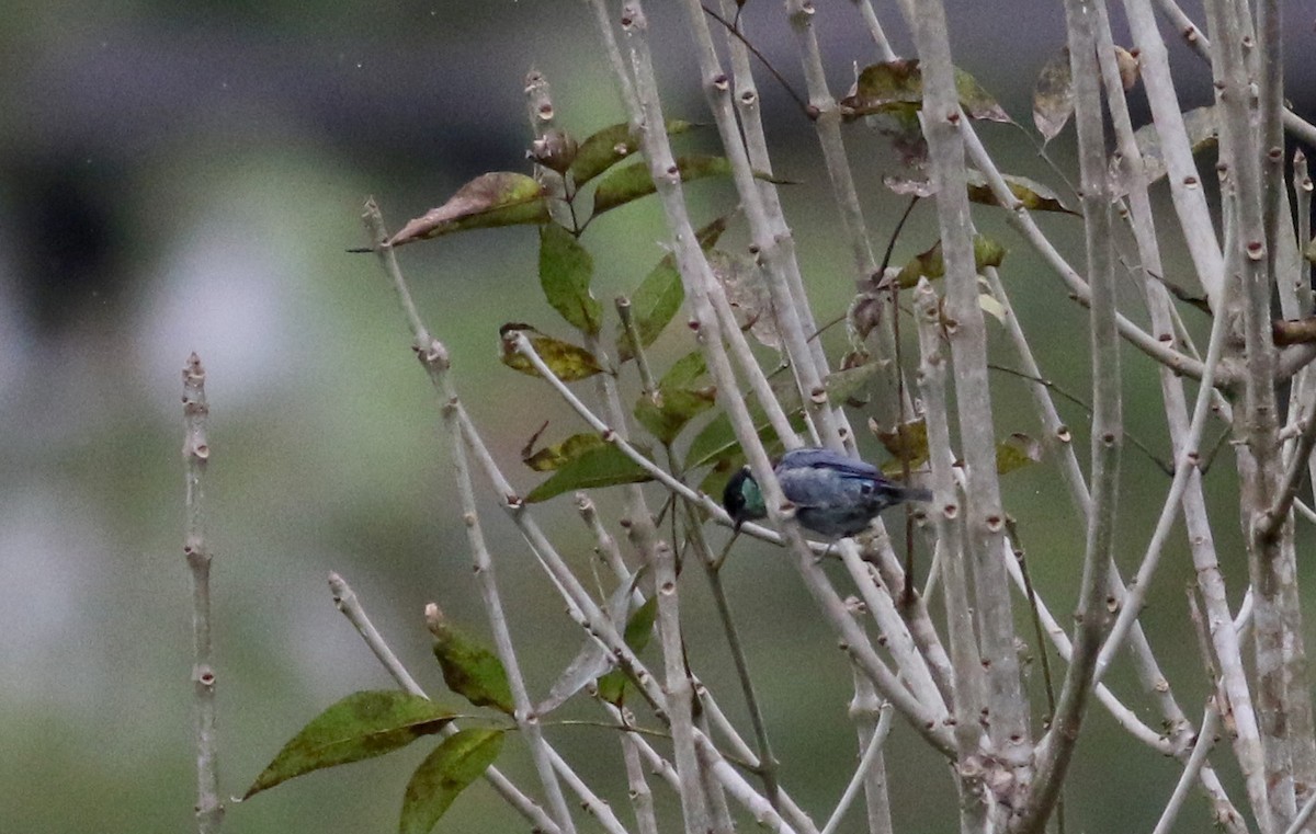 Black-capped Tanager - ML25502911