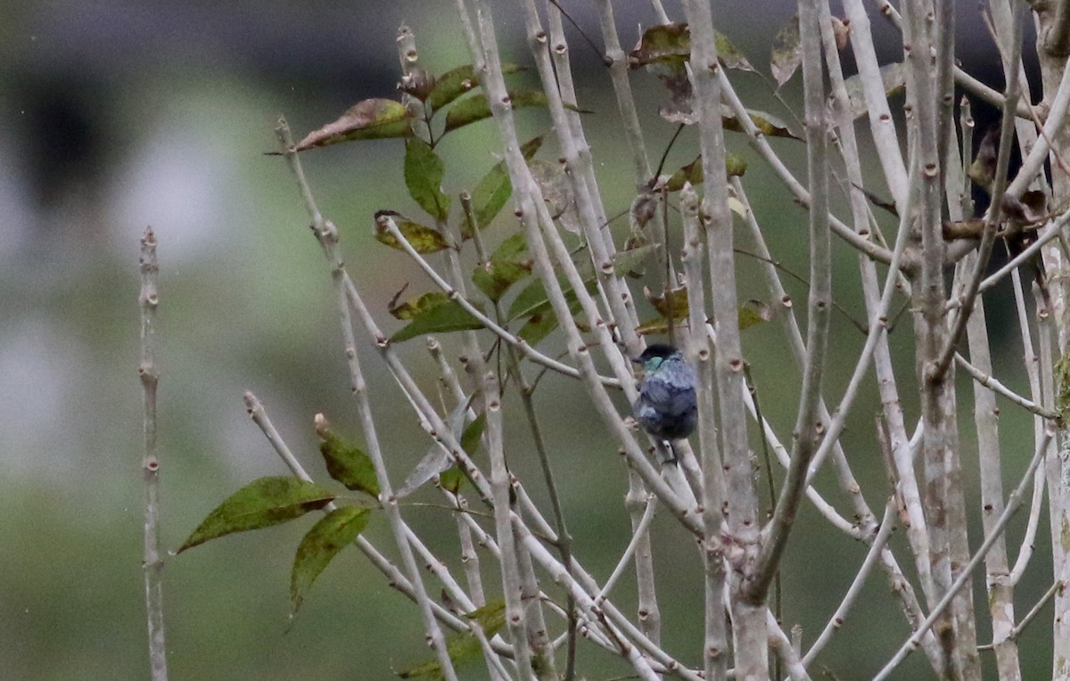 Black-capped Tanager - ML25502921