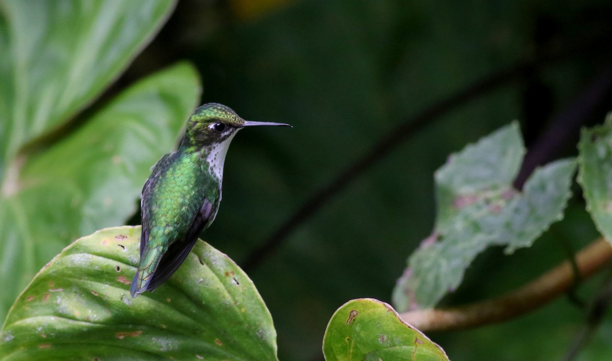 White-booted Racket-tail - ML25502951