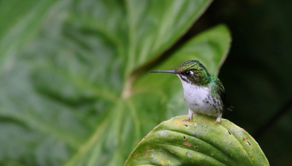 White-booted Racket-tail - ML25502971