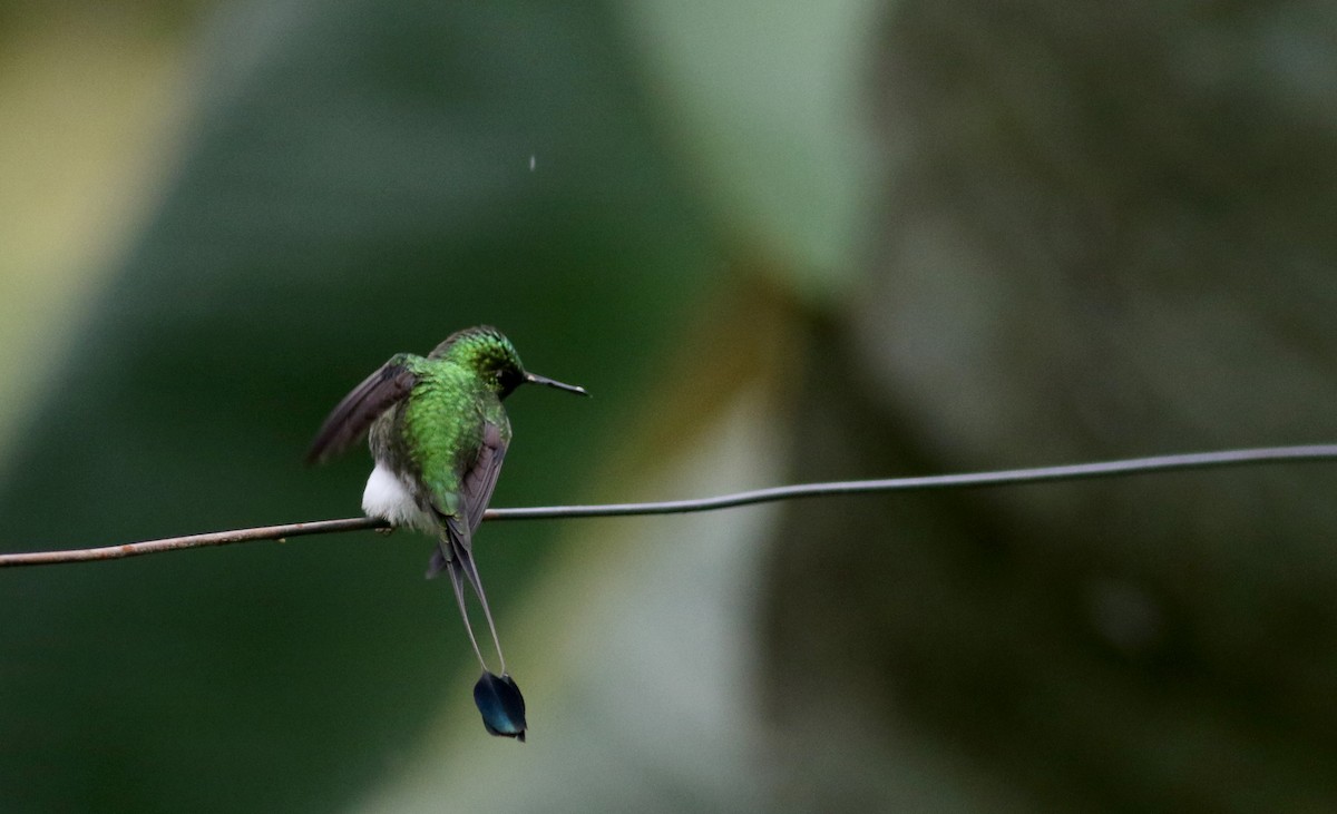 White-booted Racket-tail - ML25502981