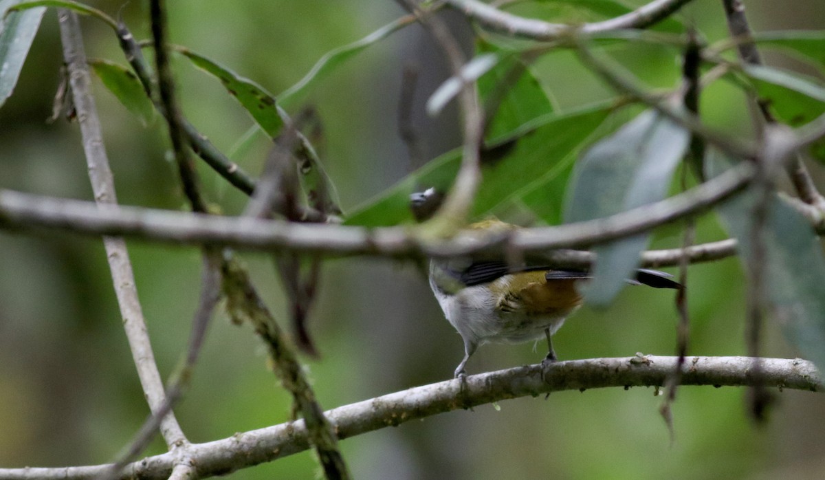 Black-winged Saltator - ML25503011