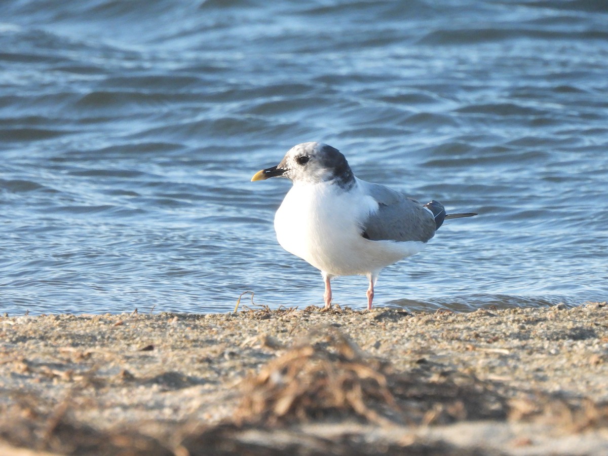 Sabine's Gull - ML255030781