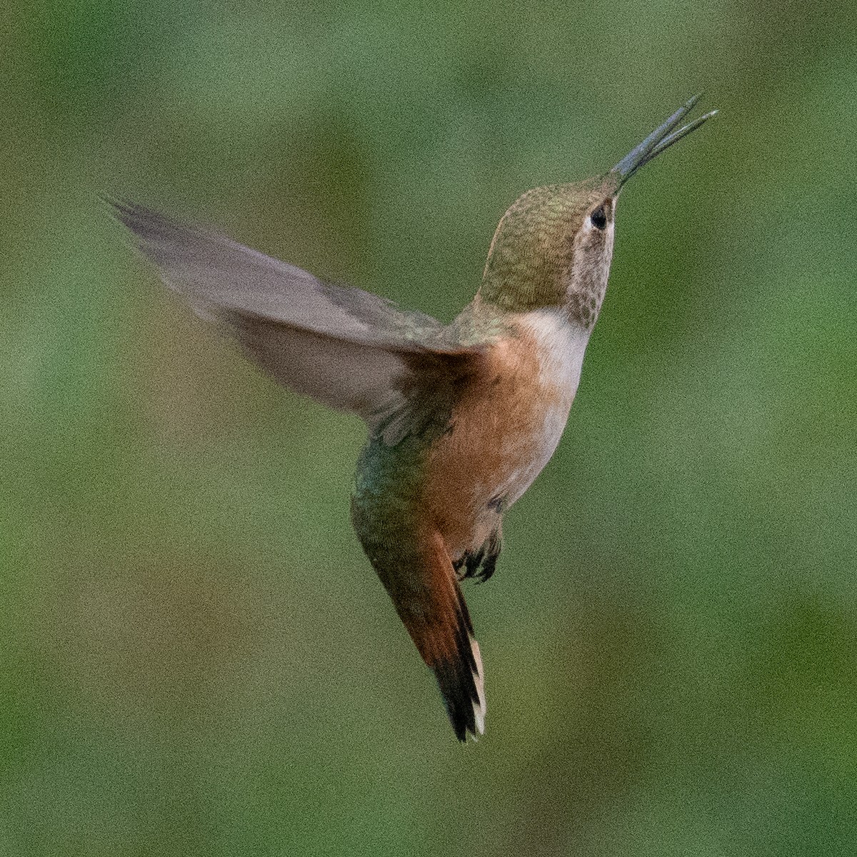 Rufous Hummingbird - ML255031221