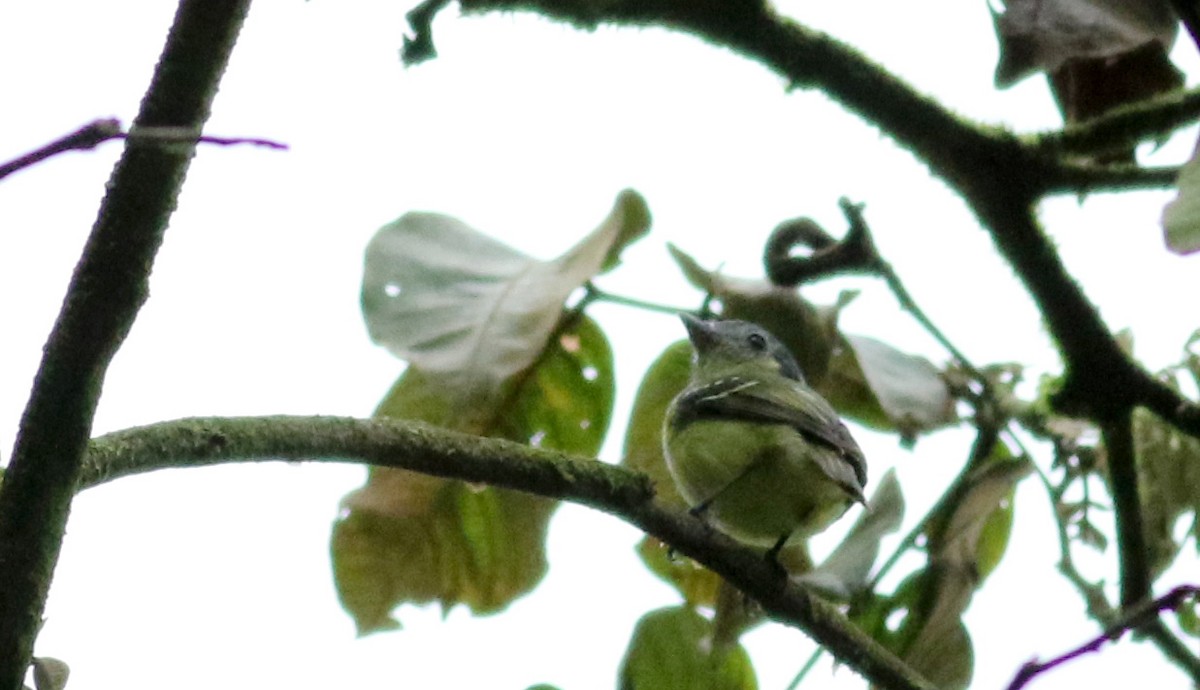 Ashy-headed Tyrannulet - ML25503201