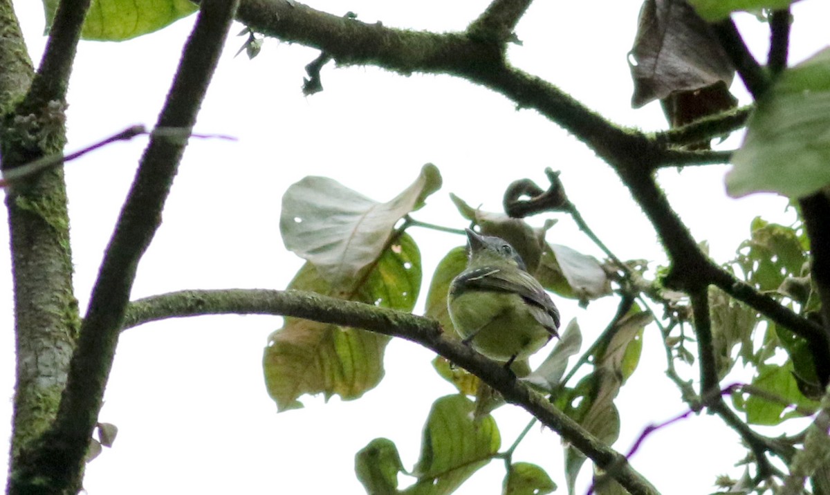 Ashy-headed Tyrannulet - ML25503211