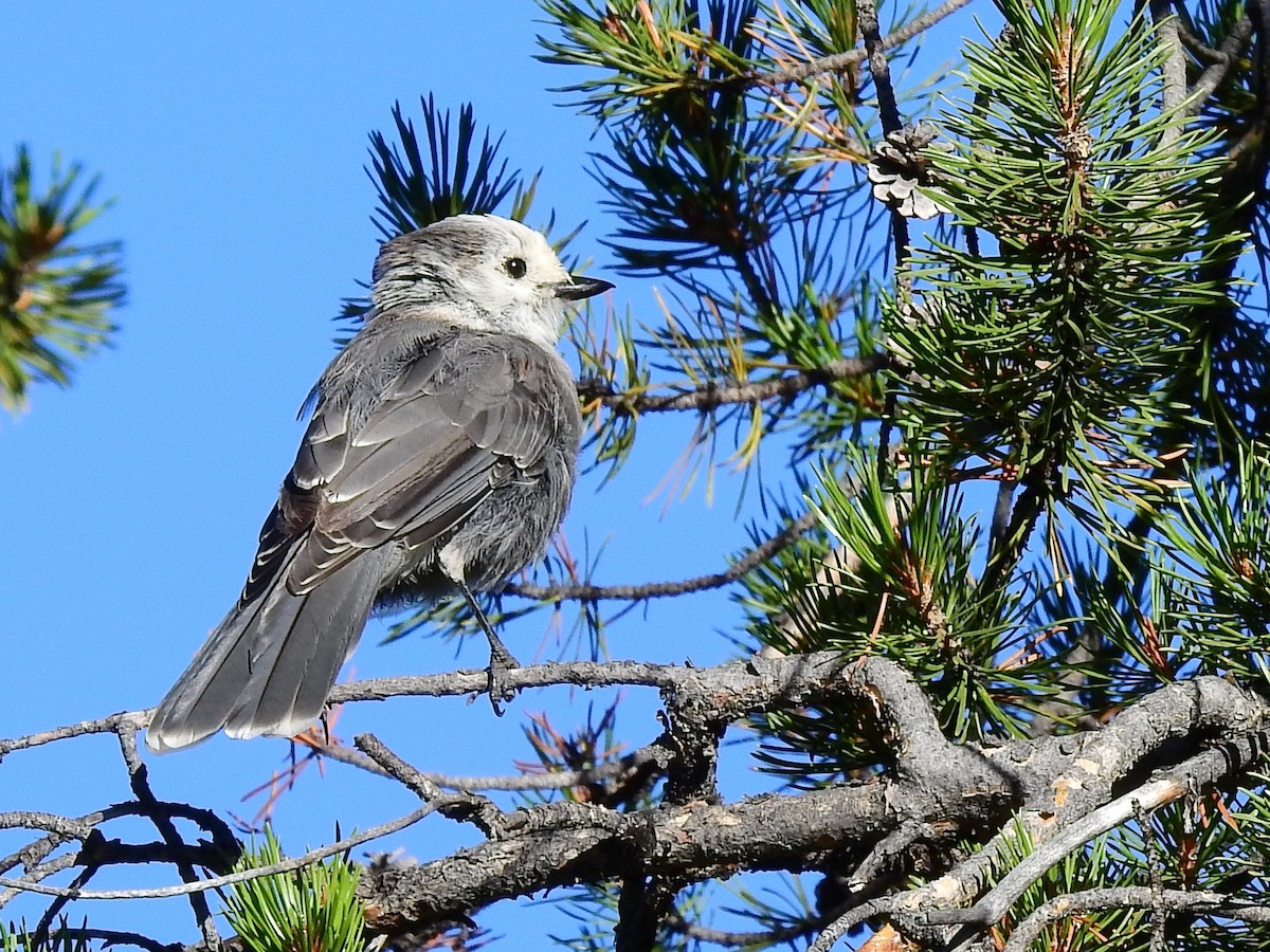 Canada Jay - ML255033791