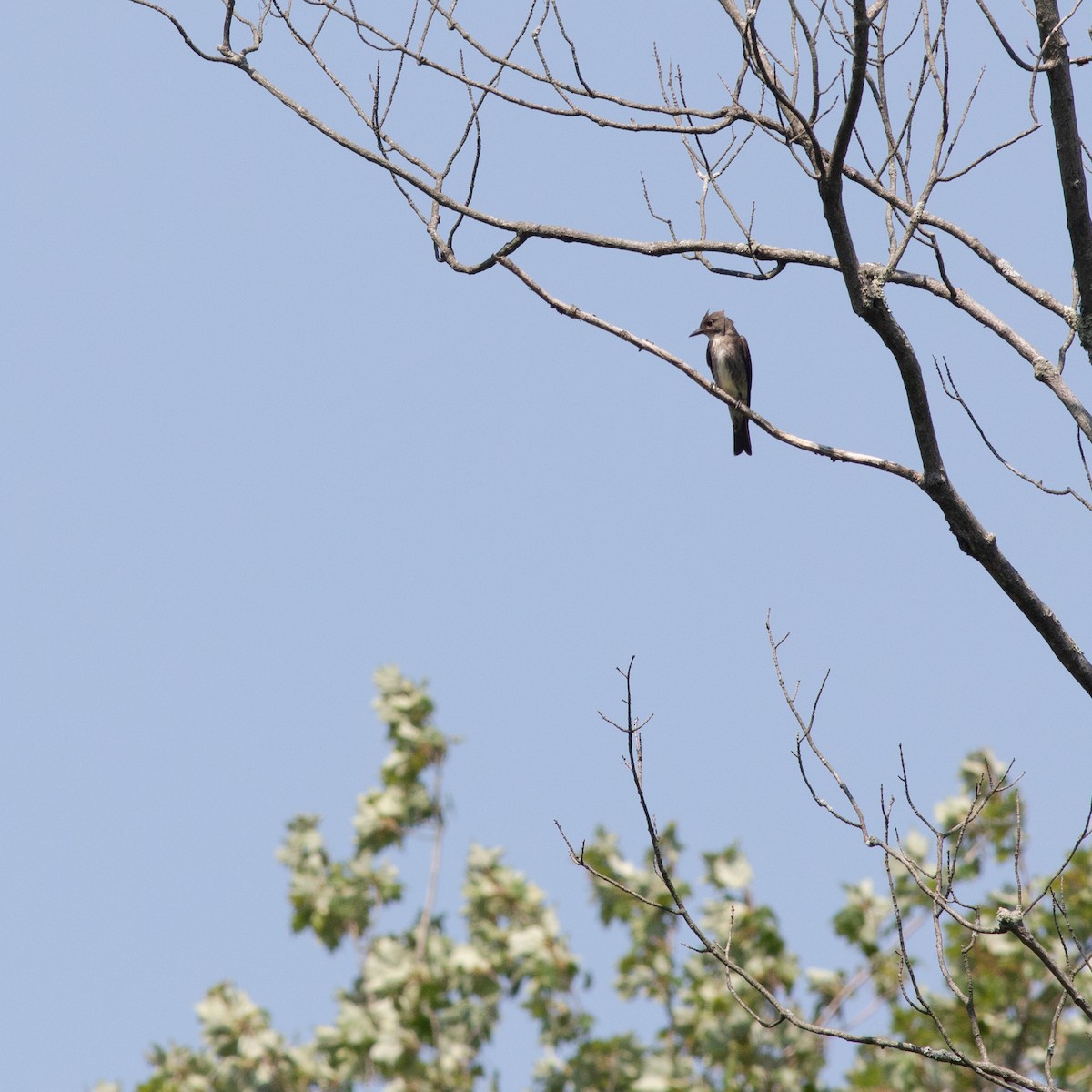Olive-sided Flycatcher - ML255034111