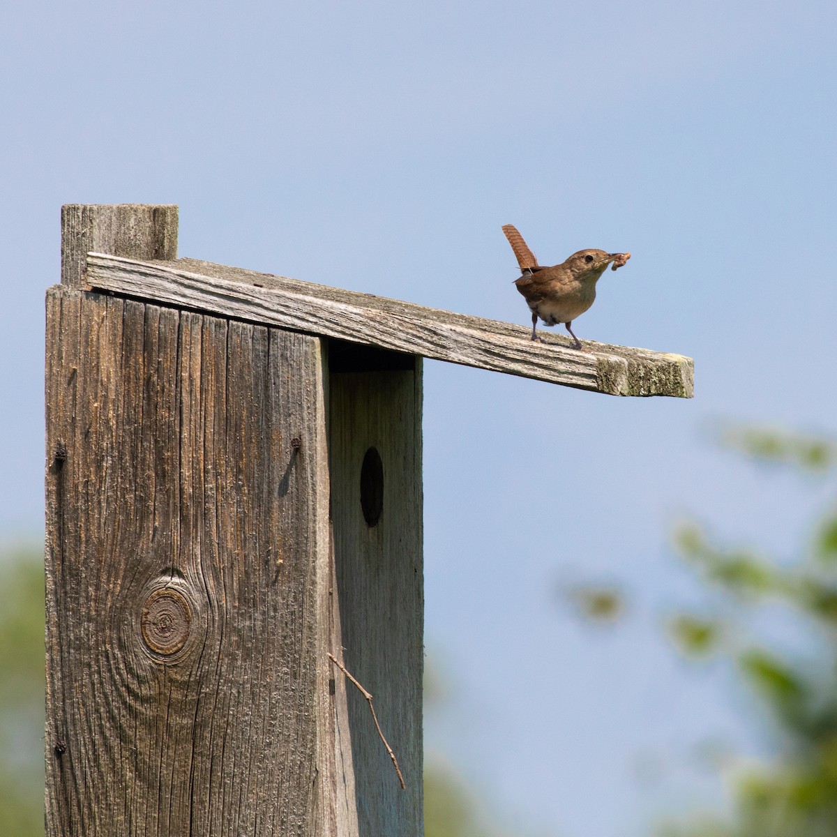 Northern House Wren - ML255034151