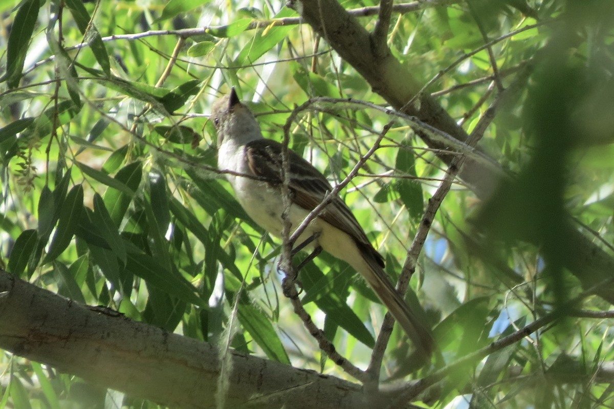 Ash-throated Flycatcher - ML255034961