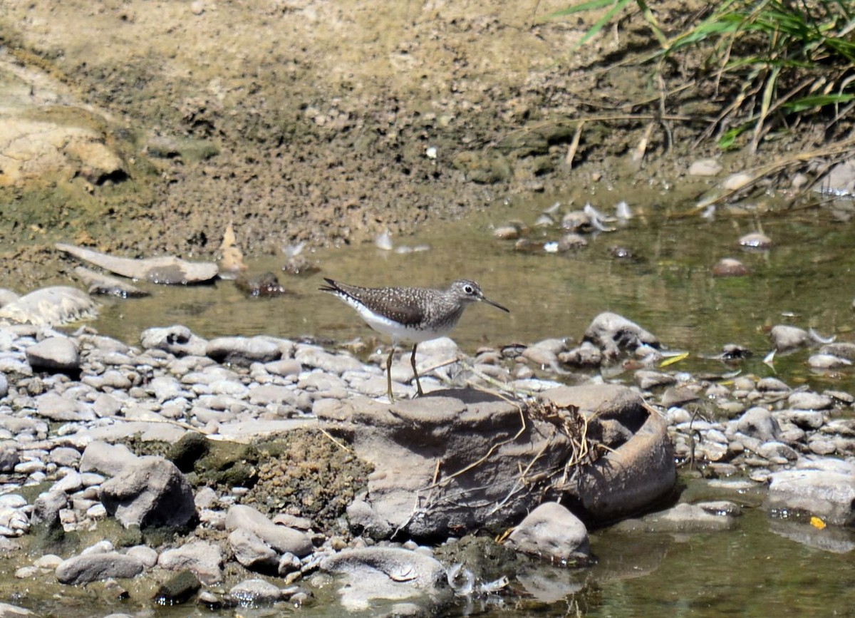 Solitary Sandpiper - ML25503511