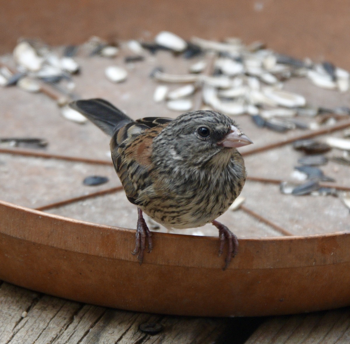 Junco ardoisé (caniceps) - ML255035231