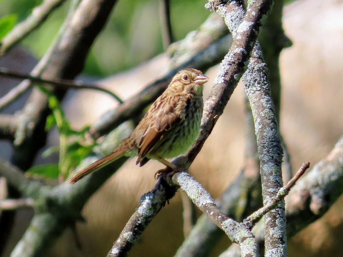 Song Sparrow - ML255035661