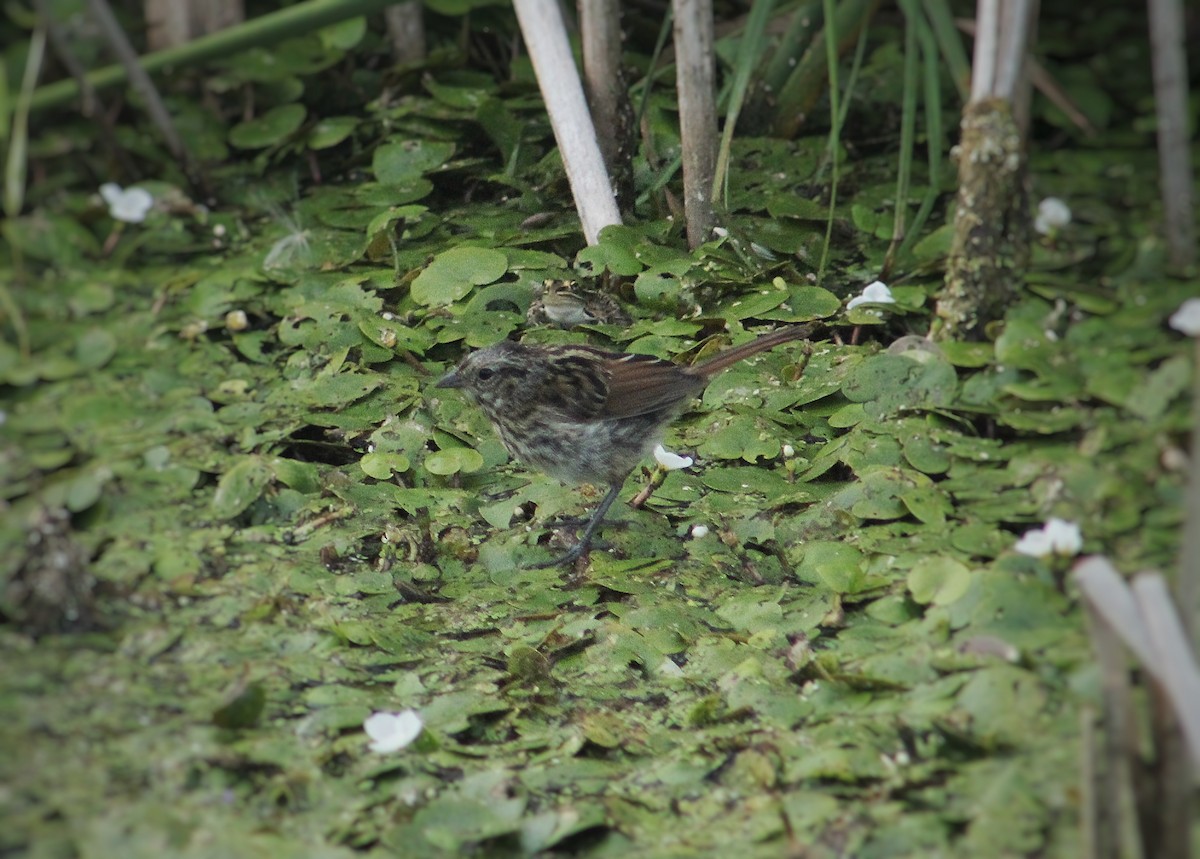 Song Sparrow - ML255036801