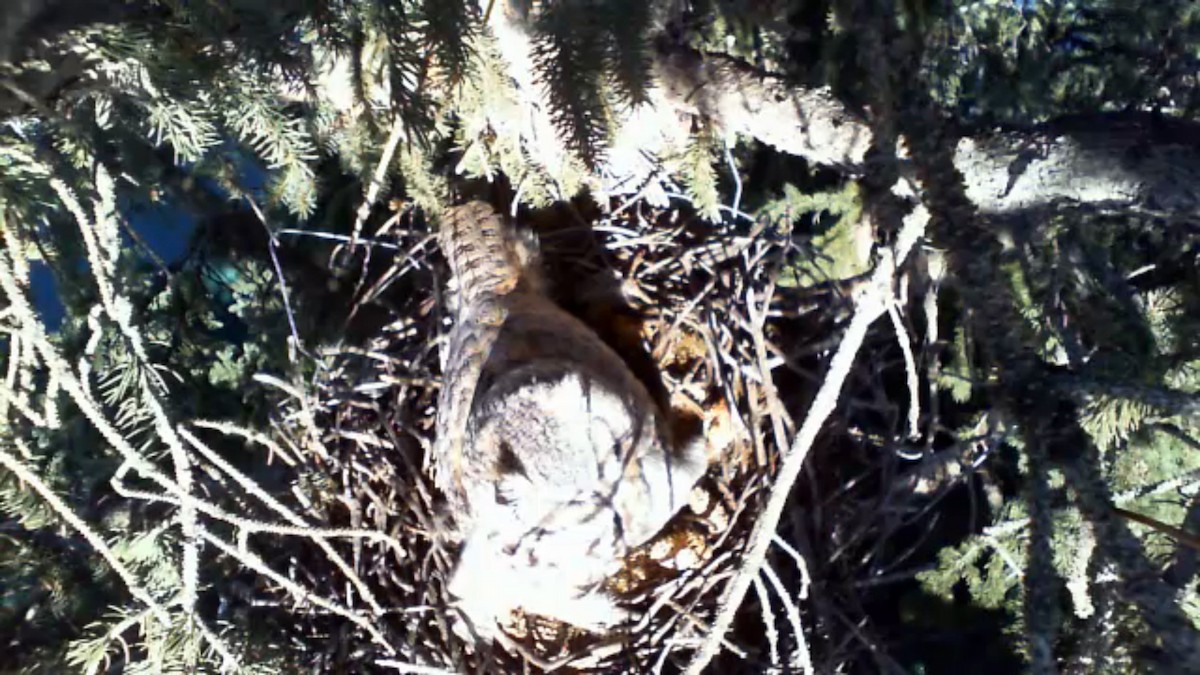 Great Horned Owl - ML25503731