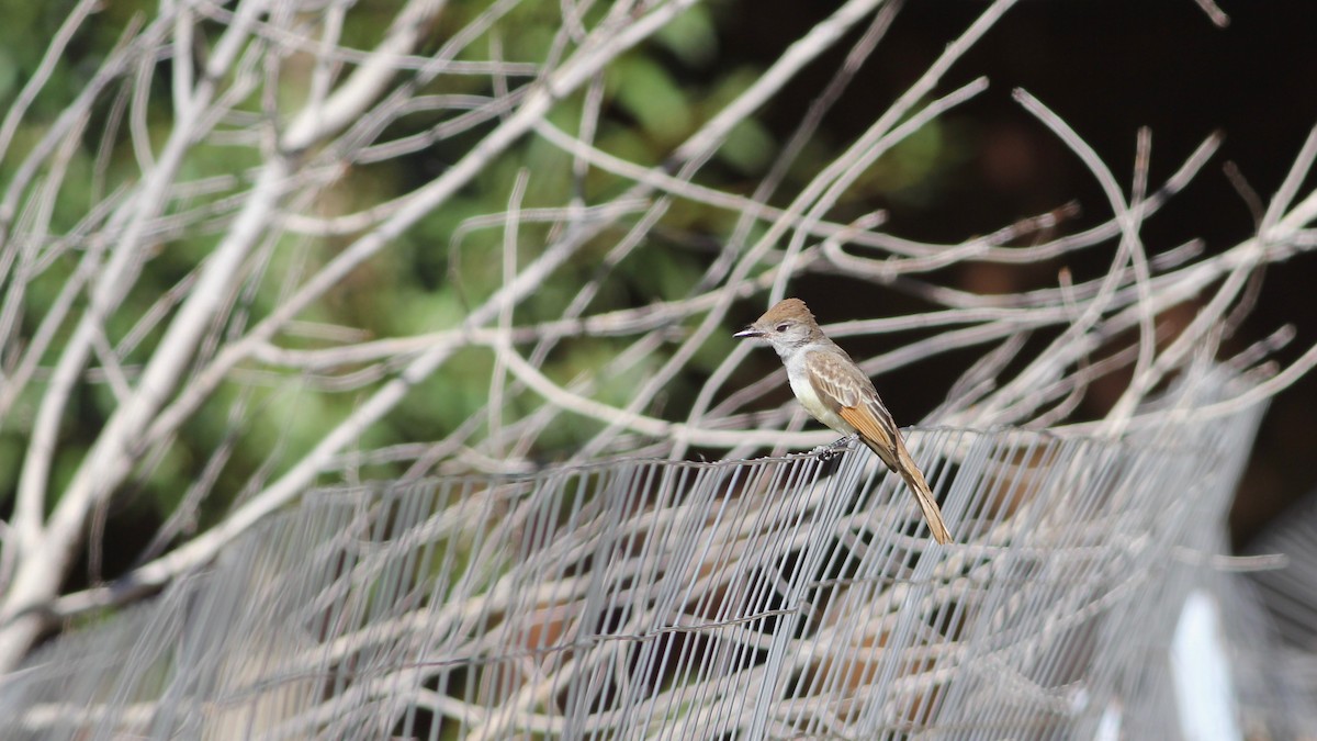 Ash-throated Flycatcher - ML255037391