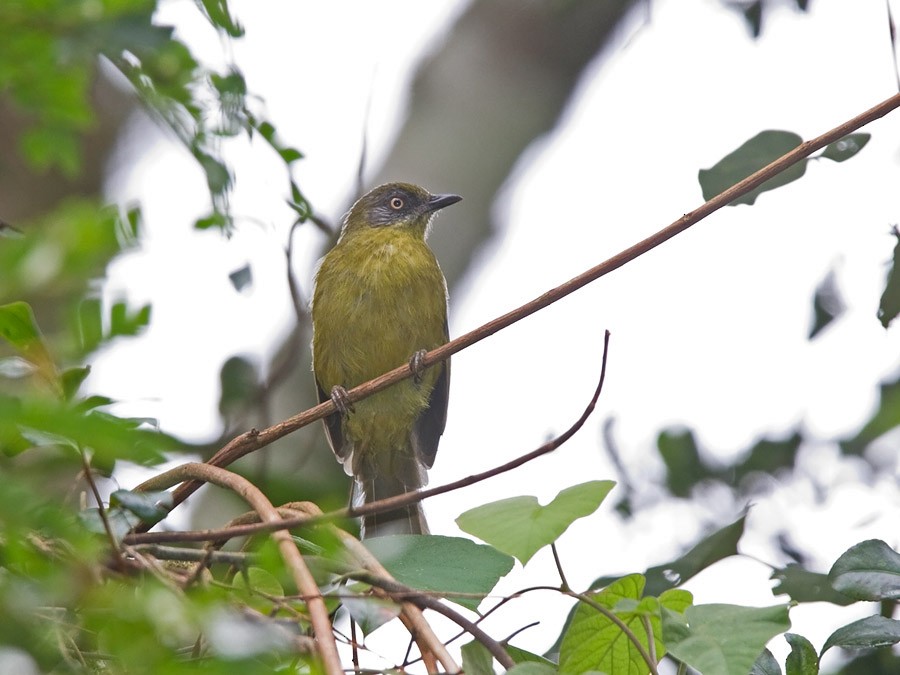 Stripe-cheeked Greenbul (Olive-headed) - ML255037581