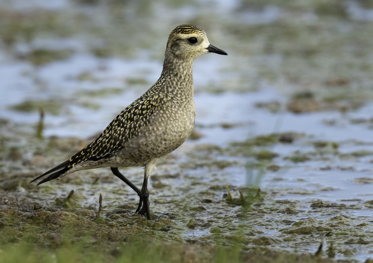 American Golden-Plover - ML255037911