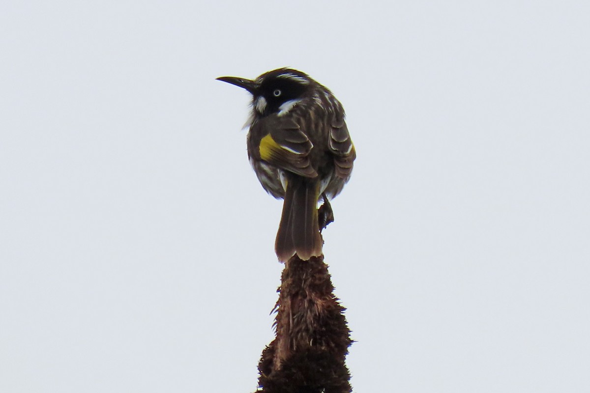 New Holland Honeyeater - ML255039371