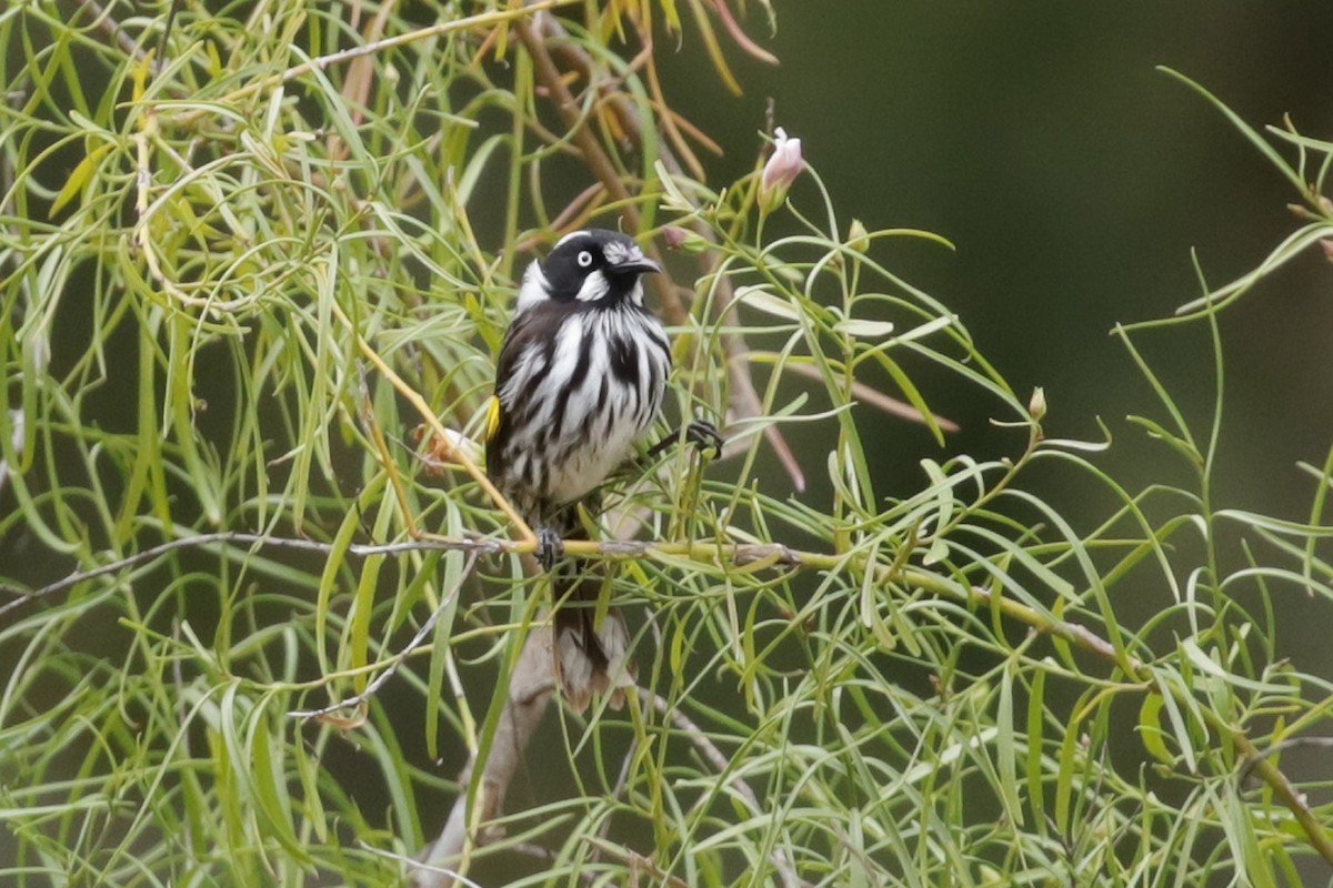 New Holland Honeyeater - ML255039391