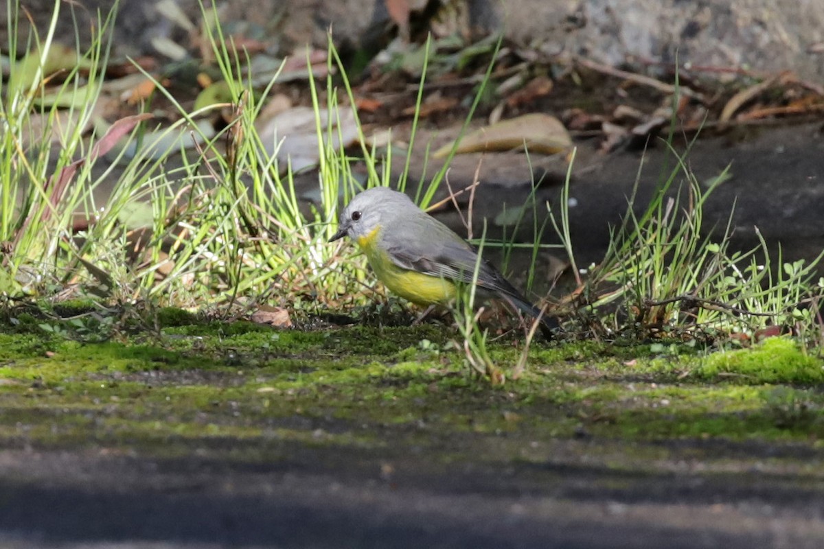 Eastern Yellow Robin - ML255039491