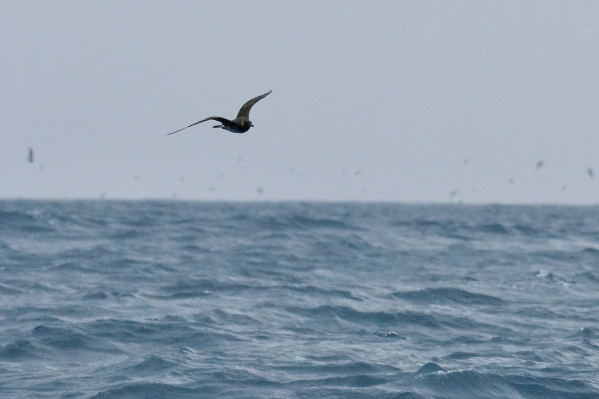 Pomarine Jaeger - Jan Cubilla