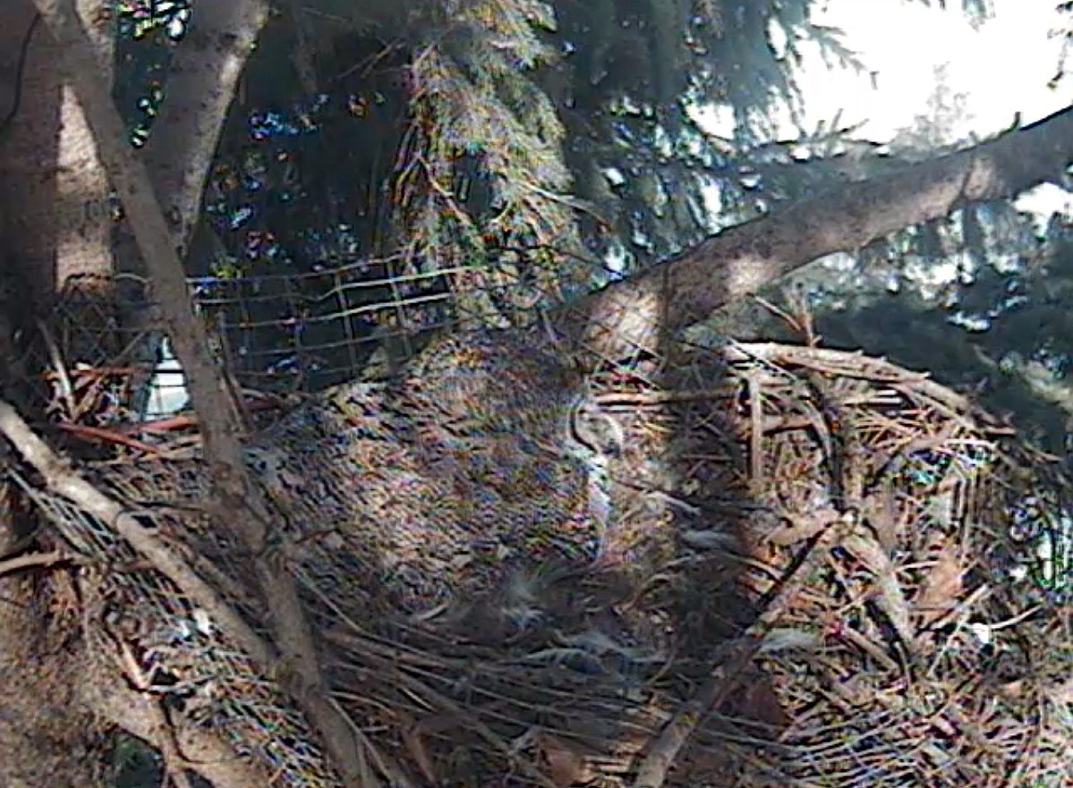 Great Horned Owl - ML25504131