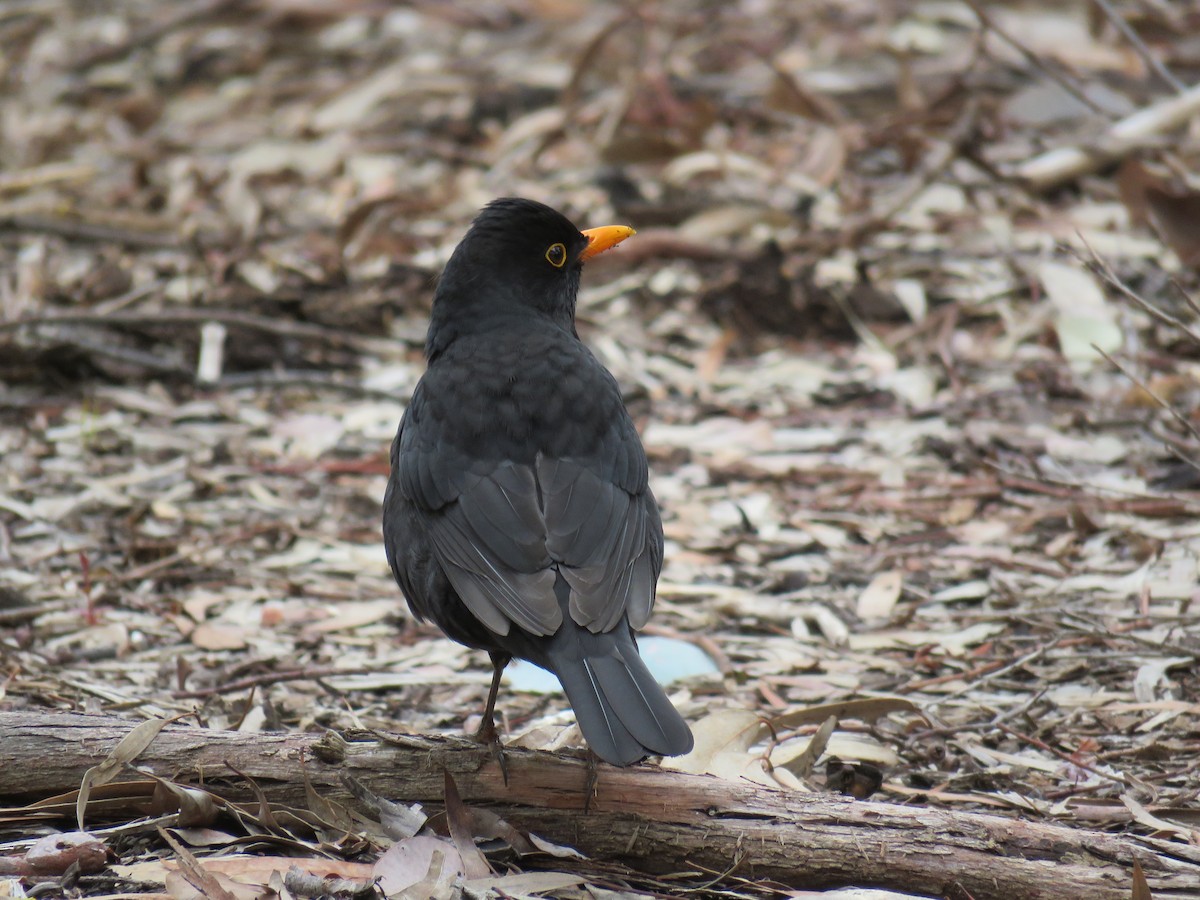 Eurasian Blackbird - ML255041311