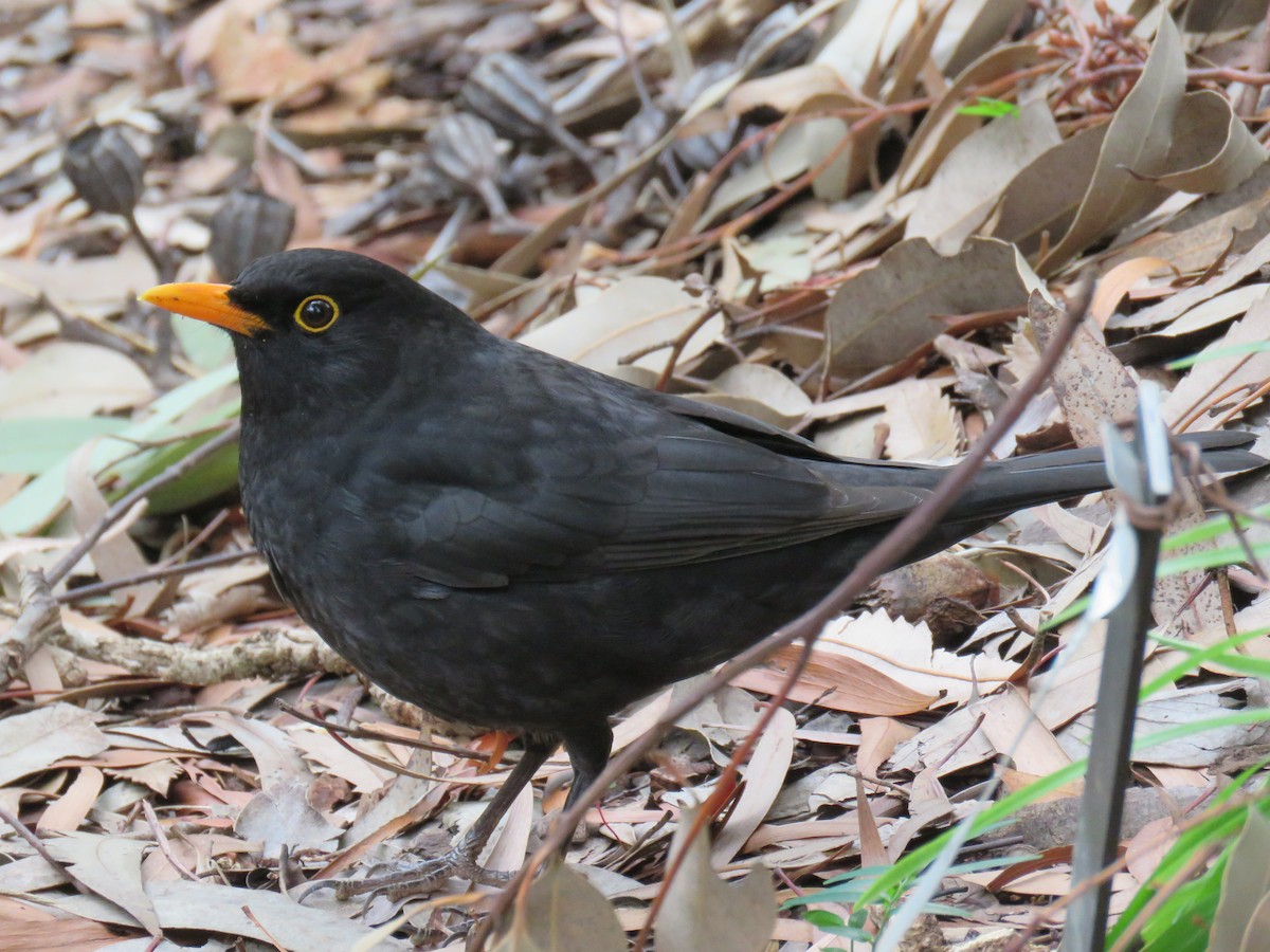 Eurasian Blackbird - ML255041511