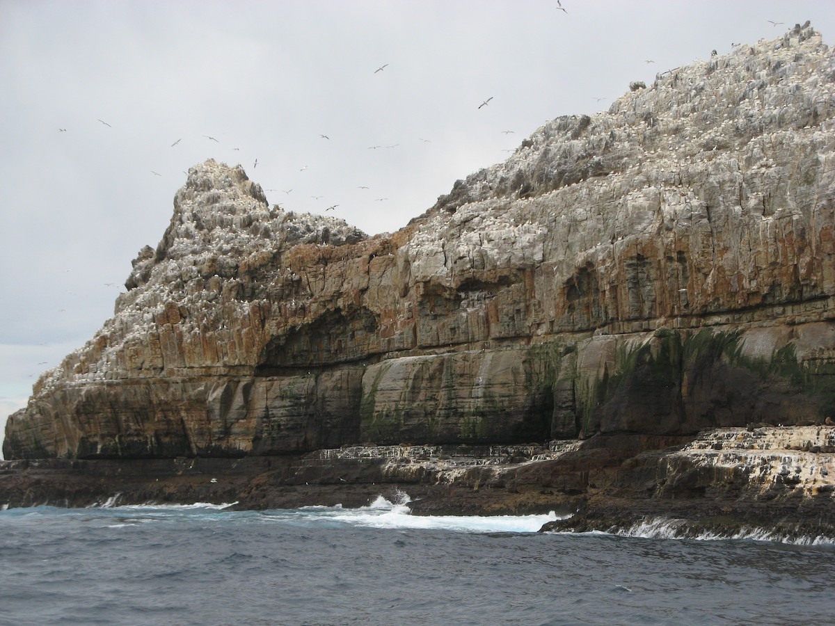 Australasian Gannet - ML255042201