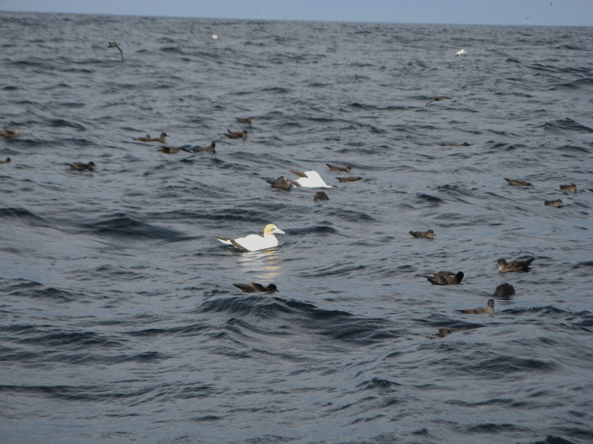 Short-tailed Shearwater - ML255042271