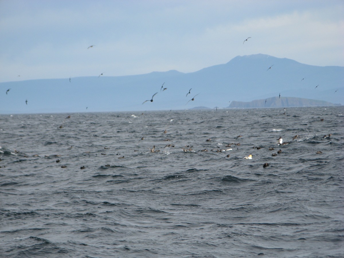 Short-tailed Shearwater - ML255042291