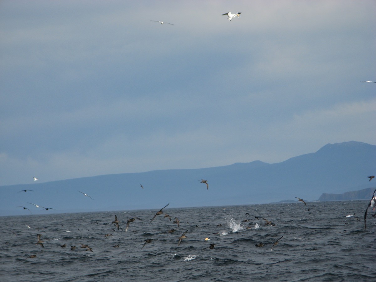 Short-tailed Shearwater - ML255042301